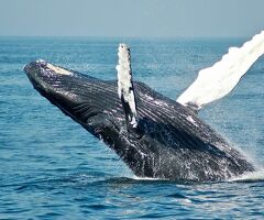 WHALE WATCHING IN Vancouver BC