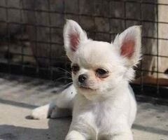 Chihuahua Puppies For Sale In Delhi