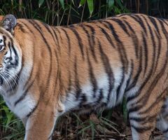 Book Tadoba Tiger Safari Online – Experience the Thrill of the Wild