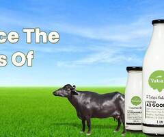 Fresh A2 Buffalo Milk & Natural Dairy Products – Vatsalya Farms Kolhapur