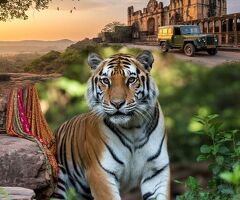 Jaipur Ranthambore Tour Guide for Wildlife and Heritage Enthusiasts