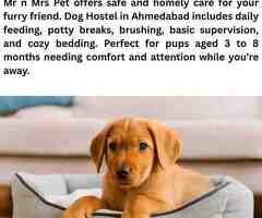 Dog Hostel in Ahmedabad