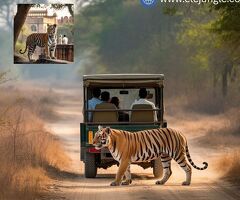Jaipur Ranthambore Tour Package for Family and Wildlife Holidays