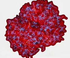 Order Now Mosaic Diagnostics Test Kits Online