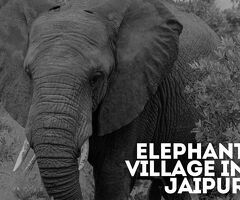 Explore Elephant Village In Jaipur An Unforgettable Cultural Experience