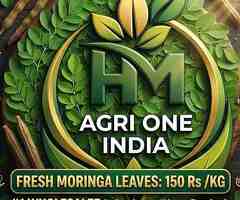 Fresh Green Moringa A Grade | HM AGRI ONE