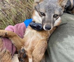 How Does Telemetry Solutions Wildlife Tracking GPS Improve Research?
