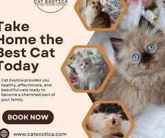 Best Cat in Bangalore