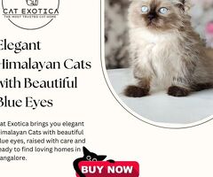 Himalayan Cats in Bangalore