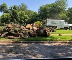 Professional Tree Removal & Trimming Services in Buffalo, NY