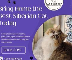 Best Siberian Cat in Bangalore
