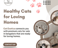 Cats for Sale in Bangalore