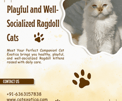 Ragdoll Cat Sale in Bangalore