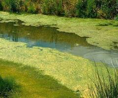 Algae Biorefinery Systems for Sustainable Multi Product Processing