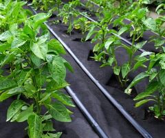 Superior Quality Garden Weed Mat Shielding Crops