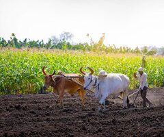 Quality White Sandalwood Plants | SVS Amazing Sandal Farms