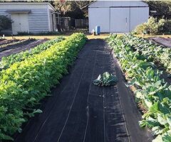 Sustainable Field Care using Ground Covers
