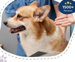 Slower on Walks Lately? What Aging Dogs Might Need From Their Bowl